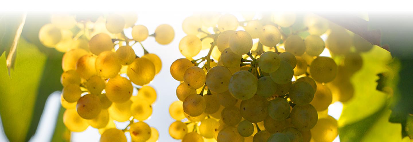 Grape Grape